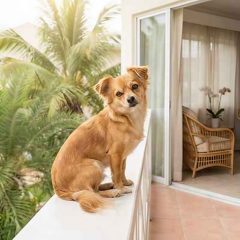 Small dog on a private balcony at pet-friendly Acacia Boutique Hotel, surrounded by palms in San Juan, Puerto Rico